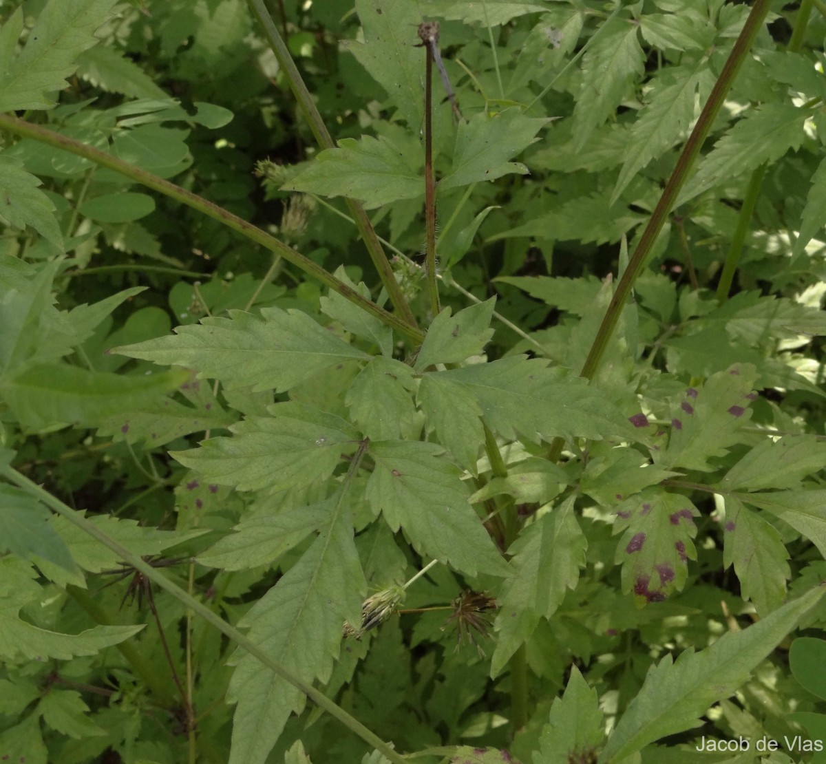 Bidens biternata (Lour.) Merr. & Sherff